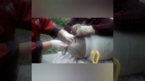 Кастрация поросят в бочке.Легко и просто..mp4