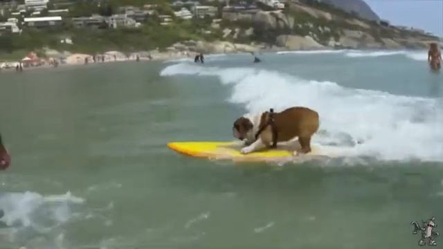 забавные животные для поднятия настроения :) смотреть онлайн