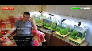 Аквариумные креветки неокаридины.