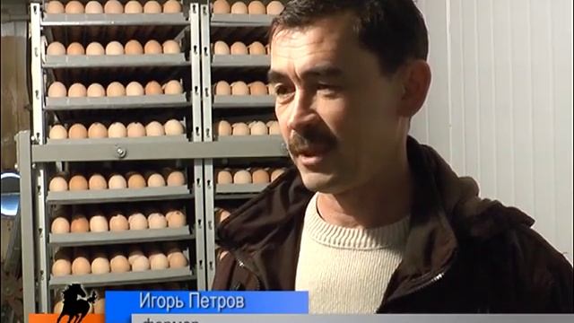 С цыплятами, как курица с яйцом смотреть онлайн