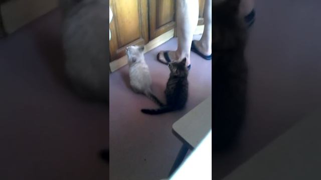 Котята сошли с ума! Забрались по голой ноге до крови ради еды! Жрут хозяев!! Жесть!!! Подборка!!!!! смотреть онлайн
