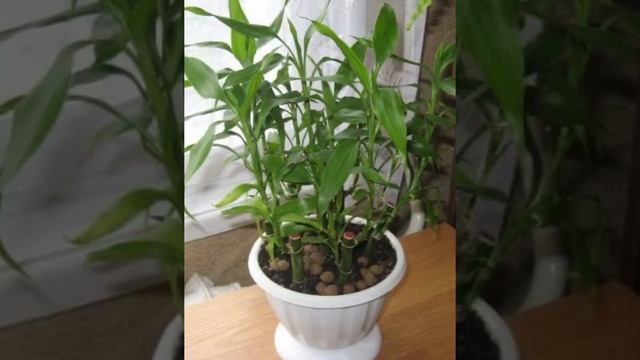 КОМНАТНЫЙ БАМБУК УХОД смотреть онлайн