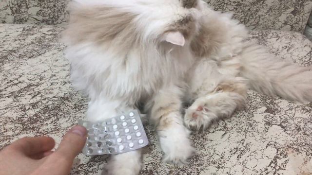 Кот с таблетками смотреть онлайн