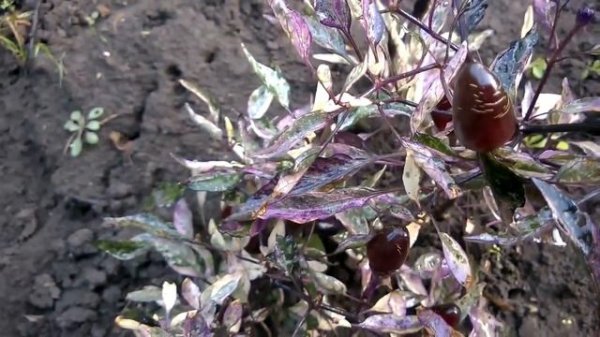 Ornamental Calico. Пестролистный коленкор очень красивый сорт острого перца.