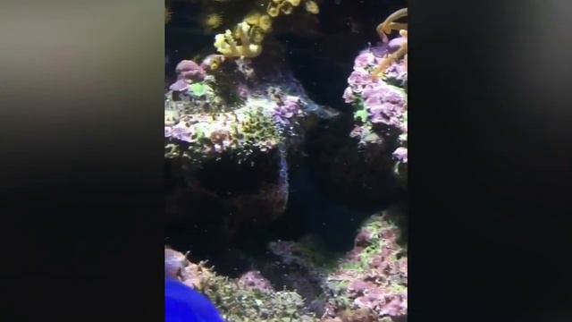 Сочи 2018❣️ смотреть онлайн