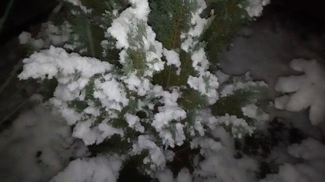 Chamaecyparis lawsoniana in snow: Václav Kovalčík, Zlín смотреть онлайн