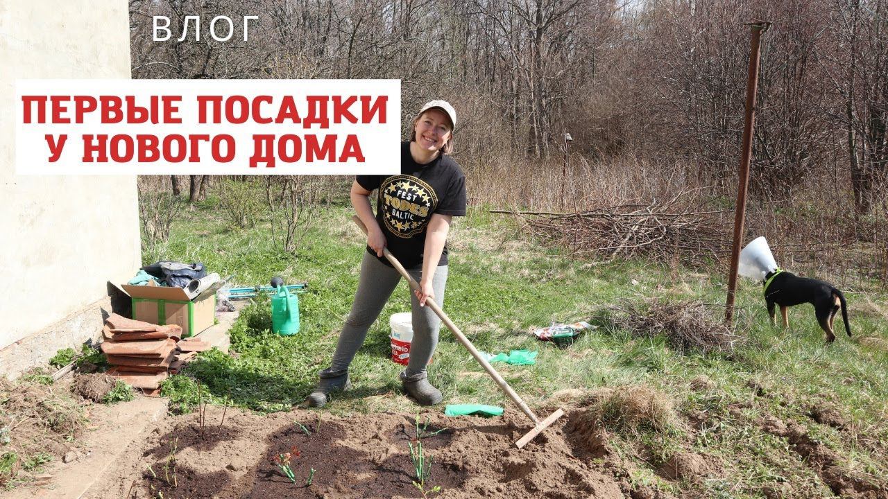 Что? Вы не поверите, но я сажаю розы у своего нового дома! смотреть онлайн