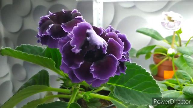 ГЛОКСИНИИ НА ФИТИЛЕ СТОЯТ,НА ВЕРХНЕМ ПОЛИВЕ ЛЕЖАТ. смотреть онлайн