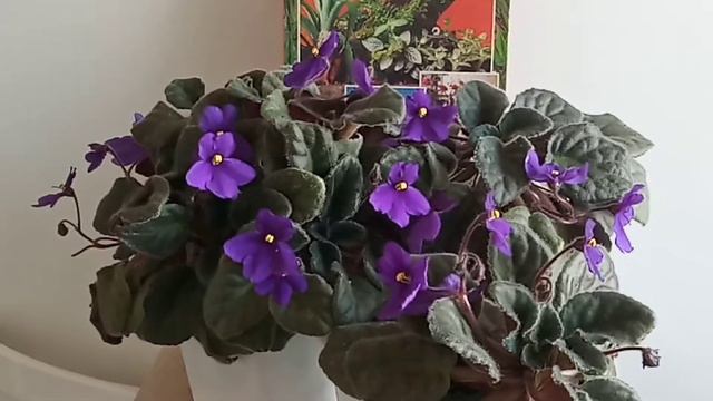 ШИКАРНОЕ ЦВЕТЕНИЕ комнатных ФИАЛОК. смотреть онлайн