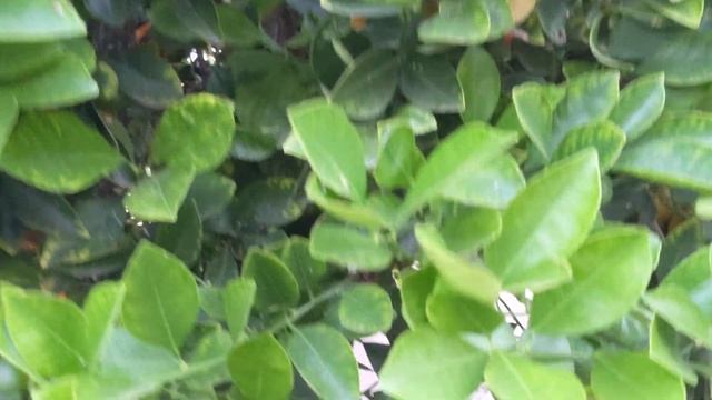 Calamansi AKA Citrofortunella microcarpa смотреть онлайн