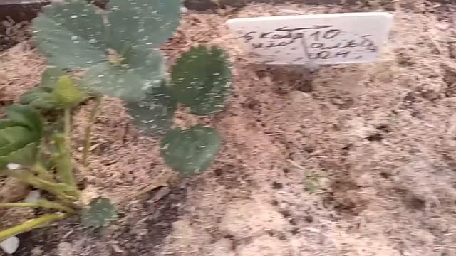 Первая ягодка клубники 5 мая. Сорт Альбион. Посажен в начале апреля. смотреть онлайн