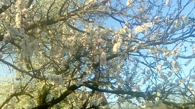 Ейский район. Жизнь в станице.//Навес для клубники. //Села еще одна утка.// смотреть онлайн