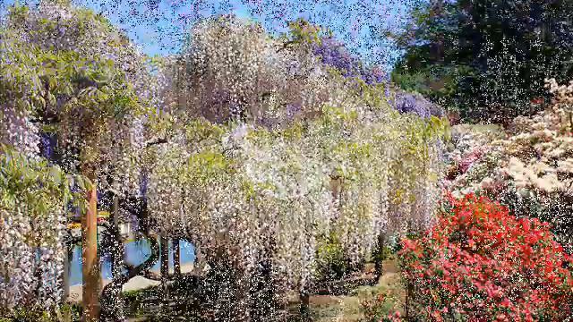 Парк цветов Асикага в Японии.