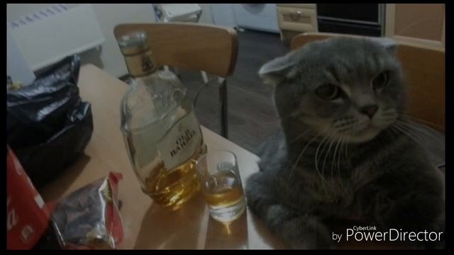 Приколы от серого кота. Серый кот ловит прочную точку смотреть онлайн