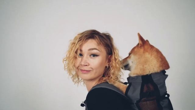 Снимаем мерки для подбора рюкзака DogTalk и усаживаем собаку в переноску смотреть онлайн