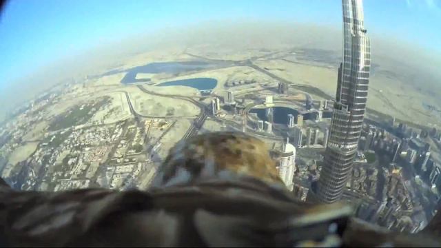 Орлан с небоскреба. Дубаи смотреть онлайн