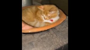 прикольные смешные котики