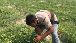 Мнение бахчевода об арбузе Юкон F1 (Yukon F1) - крупные плоды и жароустойчивое растение