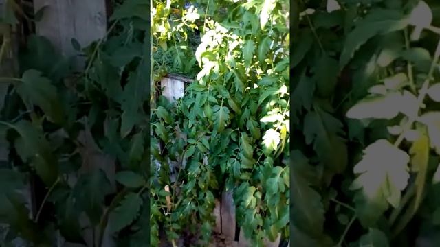 Пальма# Помидор# смотреть онлайн