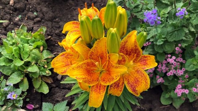 Розы на доме 2. Лилии - старт цветения. Обзор клематисов. Наш сад в конце июня. Цветы 2021 года. смотреть онлайн