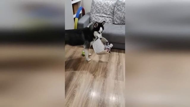 ЛУЧШИЕ ПРИКОЛЫ ИЮНЬ 2022 / 10 МИНУТ СМЕХА ДО СЛЁЗ / угар / tik tok video / тик ток смотреть онлайн