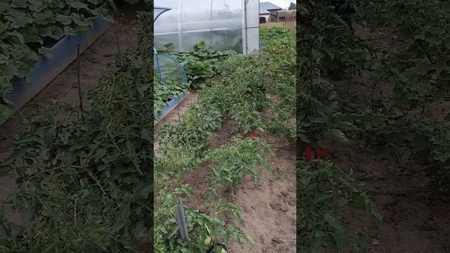 Неожиданно пришли туманы. Обработка томатов ХОМом от фитофторы. смотреть онлайн