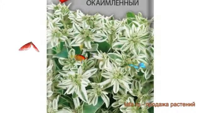 Молочай окаймленный Молочай окаймленный ? обзор: как сажать, семена молочаи Молочай окаймленный смотреть онлайн