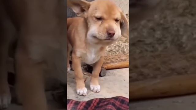 Собака укусила пчела смотреть онлайн