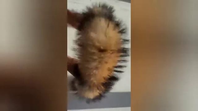 опушка на капюшон. замена искусственного на натуральный смотреть онлайн