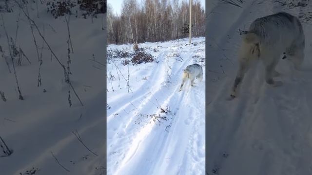 Эйна, САО (Алабай) 6 месяцев смотреть онлайн