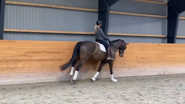 4 years old gelding by franklin смотреть онлайн