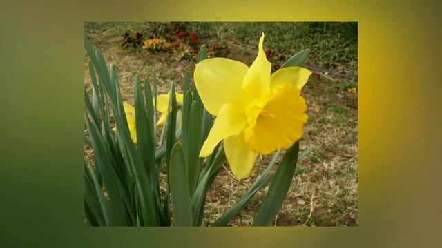 Детям про цветы. Как появляются цветы?