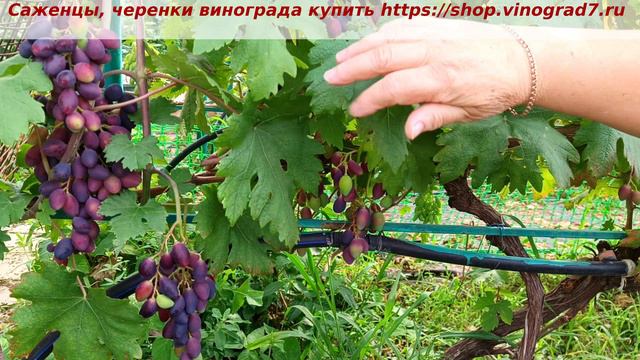 Парад окрашивания ультраранних ГФ винограда 2 июля 2024 года. ГФ винограда Ромбик смотреть онлайн