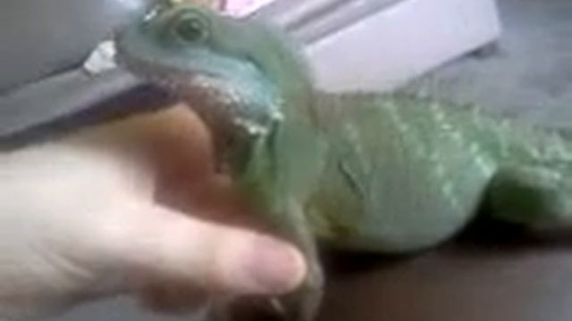 Iggers too cute (: смотреть онлайн