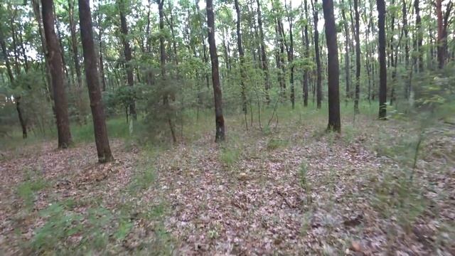 ЧИСТЫЕ БЕЛЫЕ ГРИБЫ В ИЮНЕ 2021. И СНОВА ПОЛНАЯ КОРЗИНА БЕЛЫХ ГРИБОВ