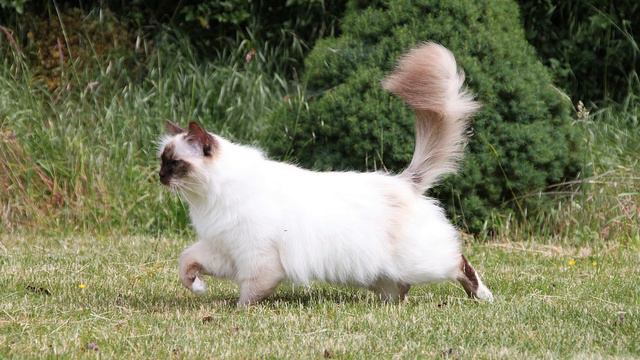 Top 10 Most Popular Cat Breeds in the World. смотреть онлайн