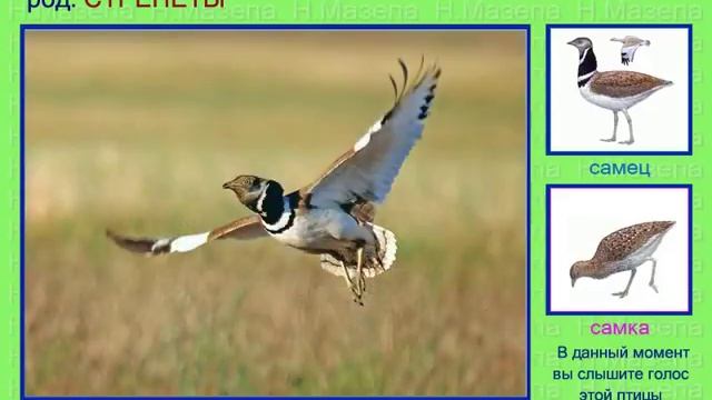 Стрепет. Голоса птиц смотреть онлайн