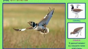 Стрепет. Голоса птиц