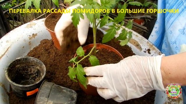 Как делать перевалку рассады помидоров в большие горшки. Полезные советы по пересадке томатов. смотреть онлайн