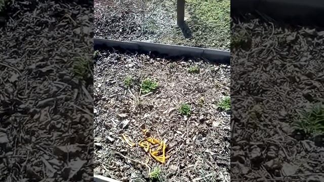 как #посадитЬ В #ЛИСТЬЯ #картошку МОЙ КАНАЛ ПОДПИСАТЬСЯ :) смотреть онлайн