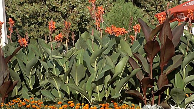 Видеосъемка 1080*1920 (30 к/с) - Fujifilm FinePix HS25EXR смотреть онлайн