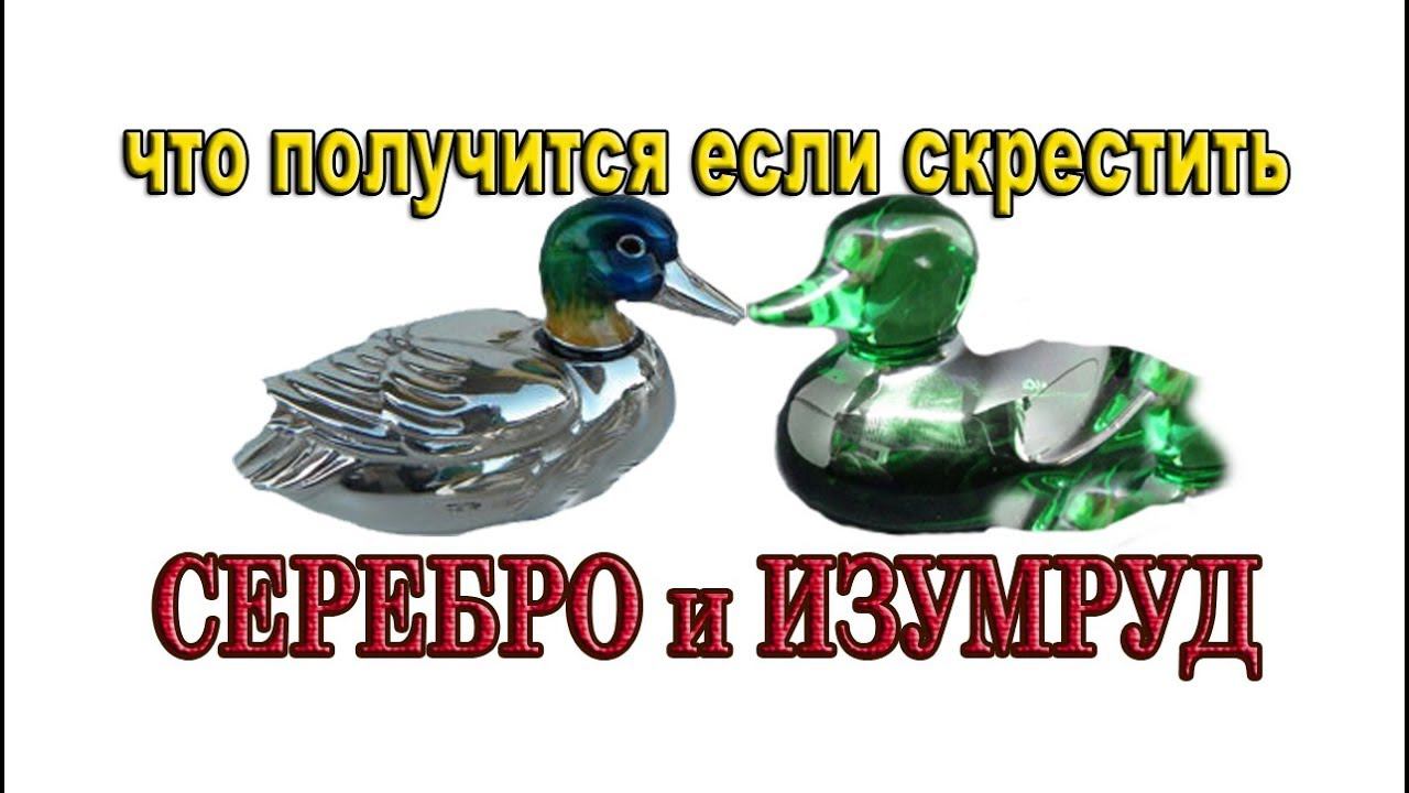 КАЛЬКУЛЯТОР ЦВЕТОВ МУСКУСНОЙ УТКИ смотреть онлайн