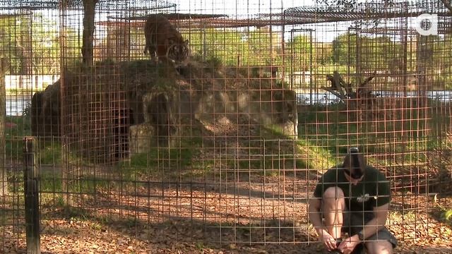 Never Turn Your Back on BIG CATS! смотреть онлайн