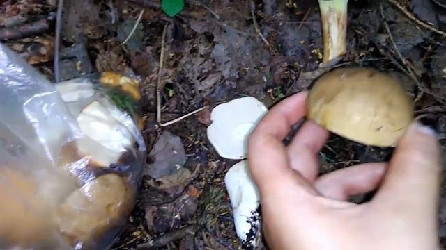 Как отличить ложноборовик (желчный гриб) от боровика (белого гриба) смотреть онлайн