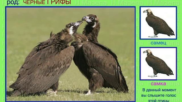 Гриф. Кумай. Голоса птиц смотреть онлайн