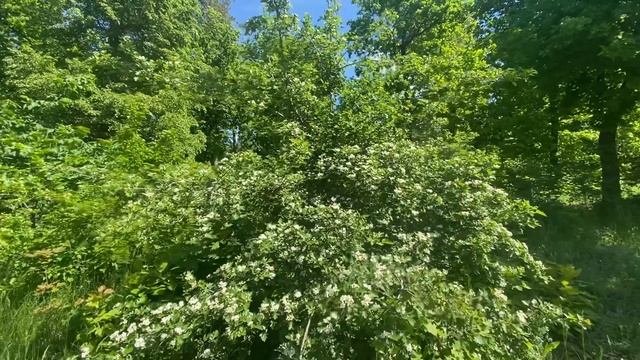 Черноклён часть 1 смотреть онлайн