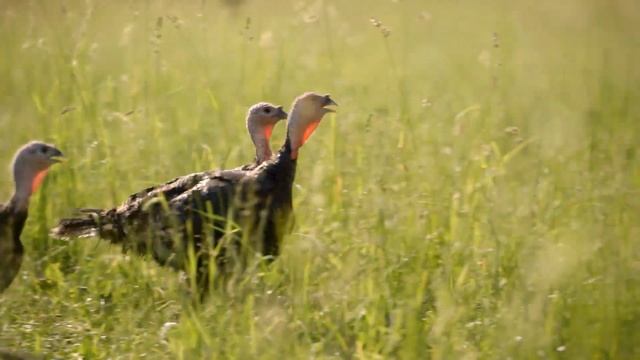 HiPP Organic. Только органическое филе индеек