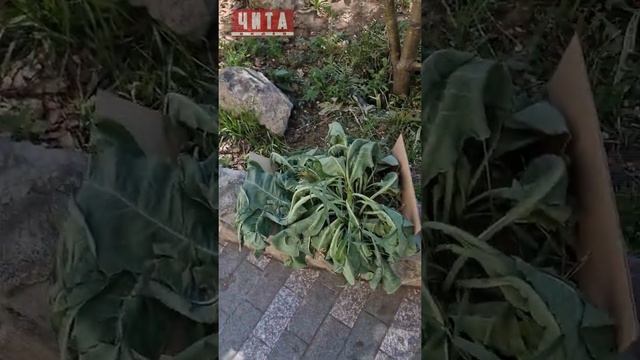 Как вам идея - садить хрен на городских клумбах?? смотреть онлайн
