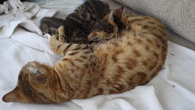 Vlog #9 Котятам-Бенгалятам исполнился месяц!