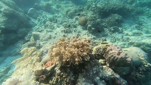 Подводные Филиппины. Что можно увидеть на снорклинге в Моалбоале на острове Себу в 2023? смотреть онлайн